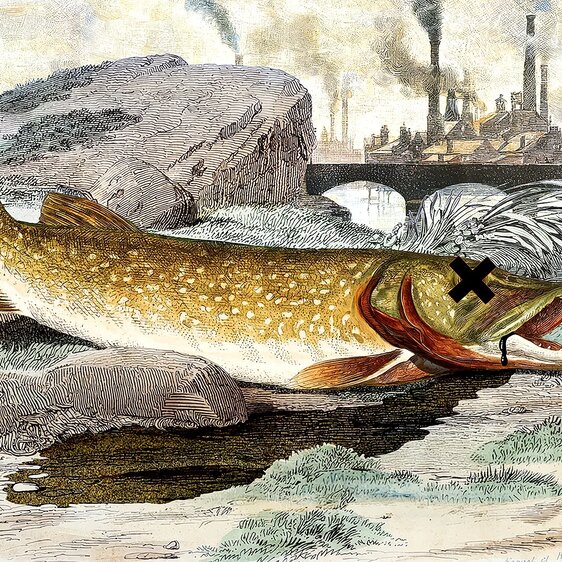 Durch die künstliche Farbenproduktion gelangte Arsenik in die Gewässer. Illustration von Marco Heer.