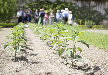 Le Potager du Château de Prangins | © ©Musée national suisse