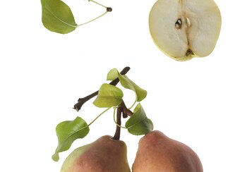 Sept-en-Gueule pear from Château de Prangins | © Swiss National Museum