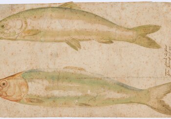 Hans Asper, Fische | © Schweizerisches Nationalmuseum